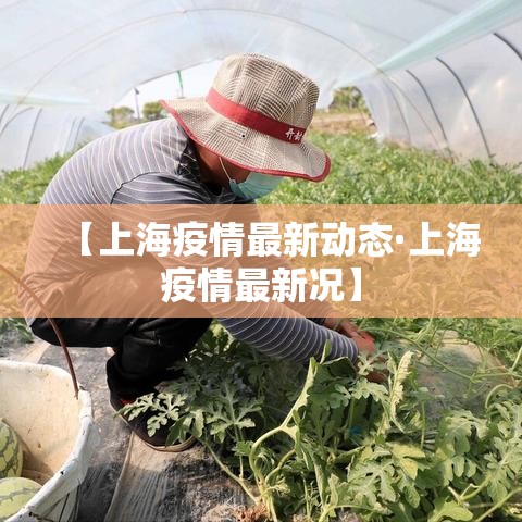 【上海疫情最新动态·上海疫情最新况】 【上海疫情最新动态·上海疫情最新况】