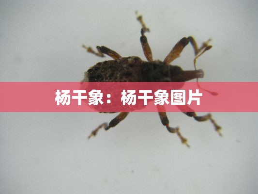 杨干象:杨干象图片 杨干象:杨干象图片